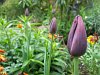 'Queen of the Night' tulips