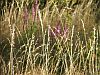Meadow grasses against purple loosestrife