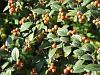 Berries of cotoneaster cornubia
