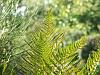 Fronds of male fern